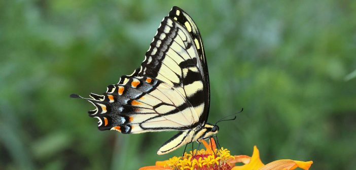 Tiger Swallowtail butterfly on a marigold.