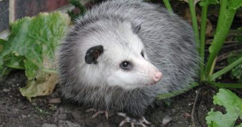 Virginia Opossum standing on bare ground. There are some green leaves behind it and it's looking to the side.