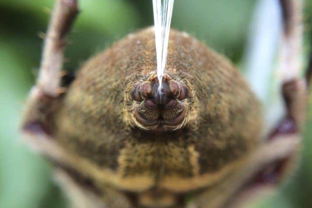 Spinnerets of Australian Garden Spider with silk line streaming out