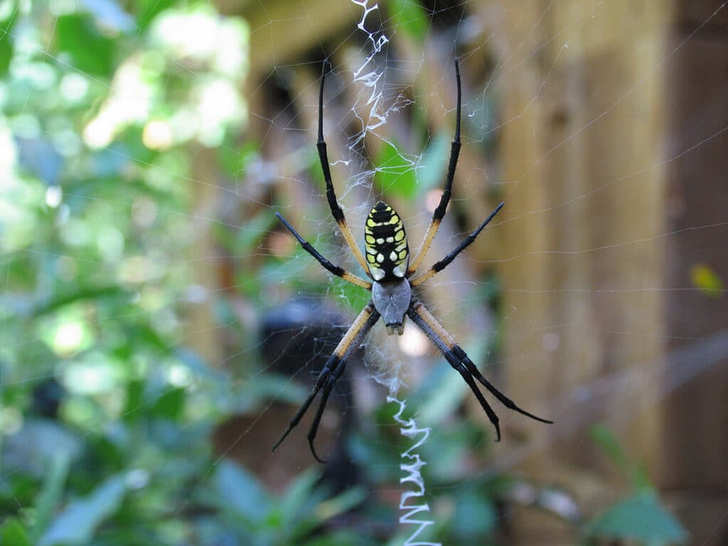 Black-and-yellow Argiope spider in its web