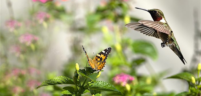 A Painted Lady Butterfly and male Ruby-throated hummingbird together in a flower garden.