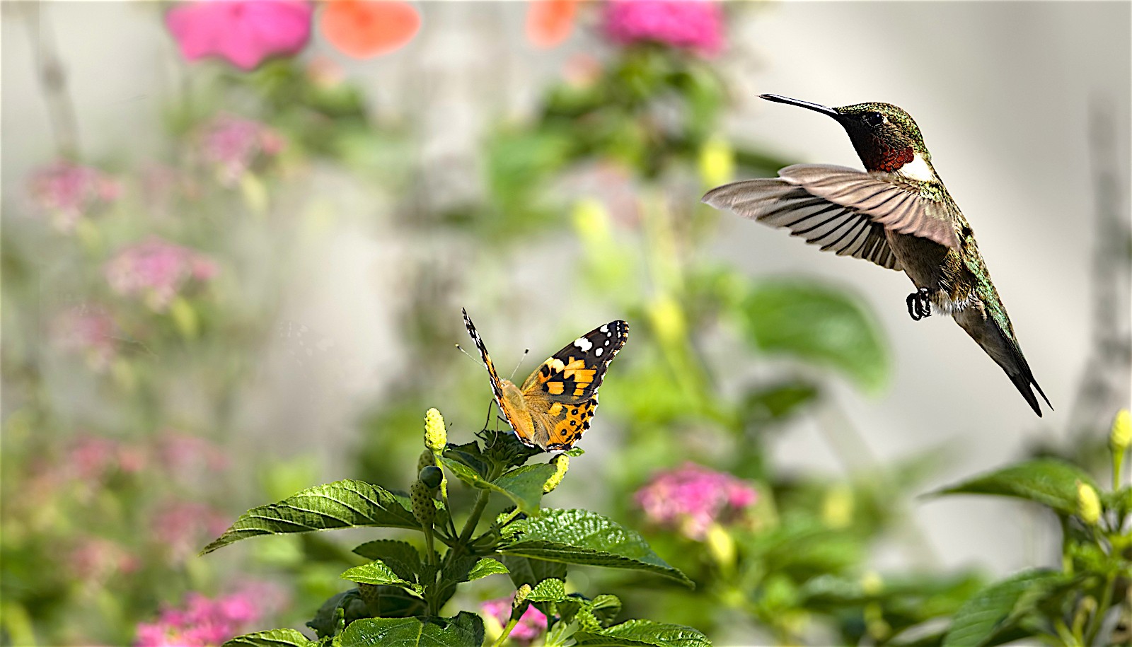 A vibrant garden with flowers attracting butterflies and hummingbirds in flight