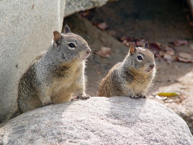 Interesting facts about ground squirrels  Welcome Wildlife