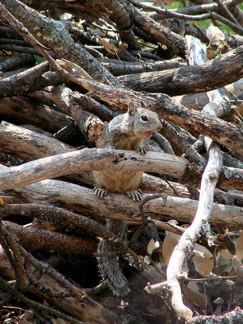 Interesting facts about ground squirrels  Welcome Wildlife