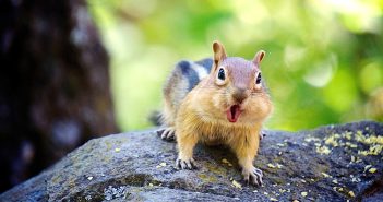 Interesting facts about ground squirrels Chipmunk chattering at camera