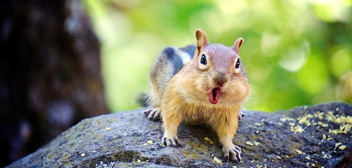 Chipmunk chattering at camera