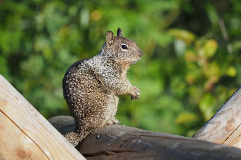 A Douglas's Ground Squirrel is sitting up on its back legs as it sits on a log, as seen from the side.