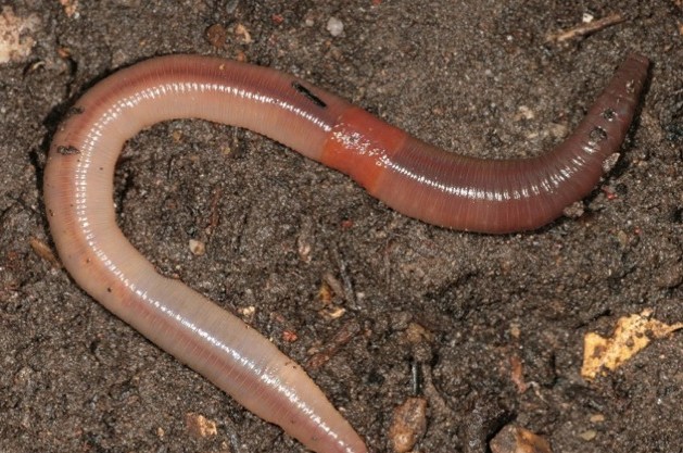 Earthworm questions you didn't know you had! - Welcome Wildlife