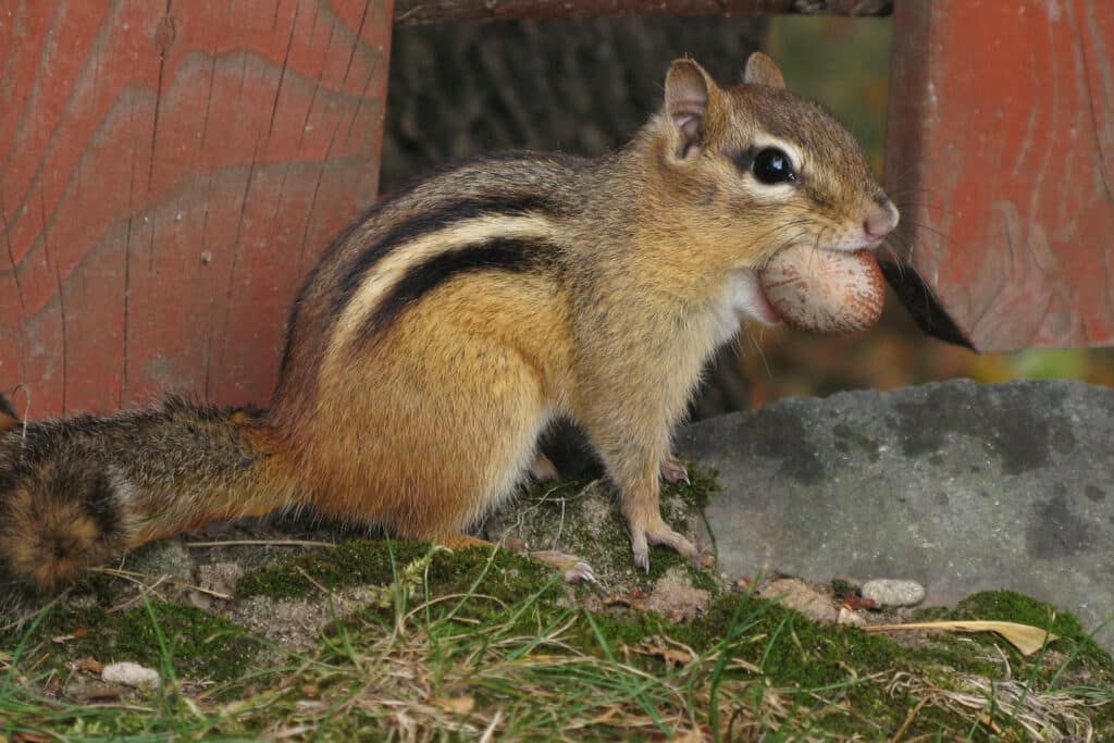An Eastern Chipmunk is seen from the side. It's holding a pecan in its mouth.