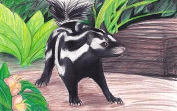 Color illustration on a playing card of an Eastern Spotted Skunk standing in front of foliage.