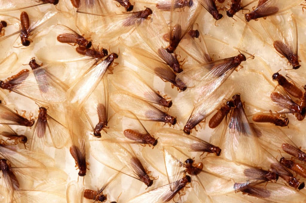 Swarm of winged Formosan Subterranean Termites, Coptotermes formosanus, which have translucent wings and brown bodies.