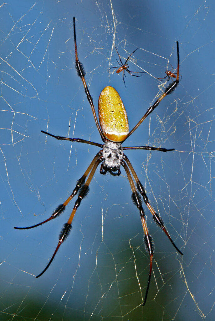 Golden silk spider hanging in her web head down