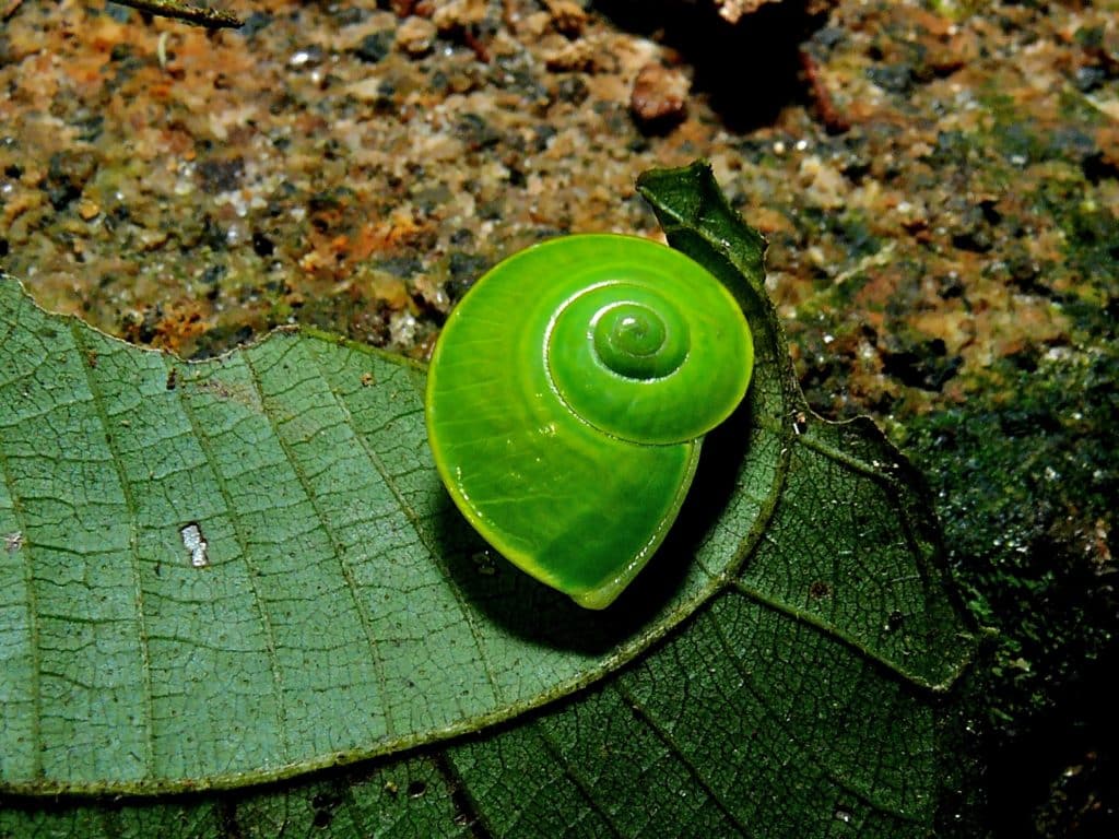 A bright green snail with a shell that spirals counterclockwise.
