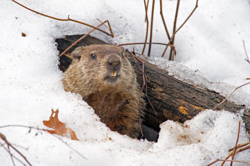 A Groundhog is seen peeking out of its burrow that's surrounded by snow.