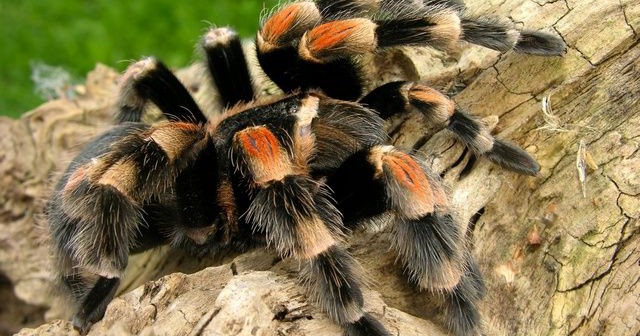 Mexican Red-knee Tarantula