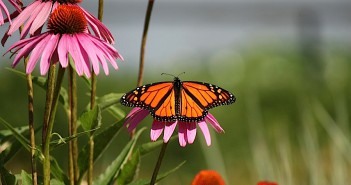 Monarch Butterfly male sitting on pink coneflower blossom.