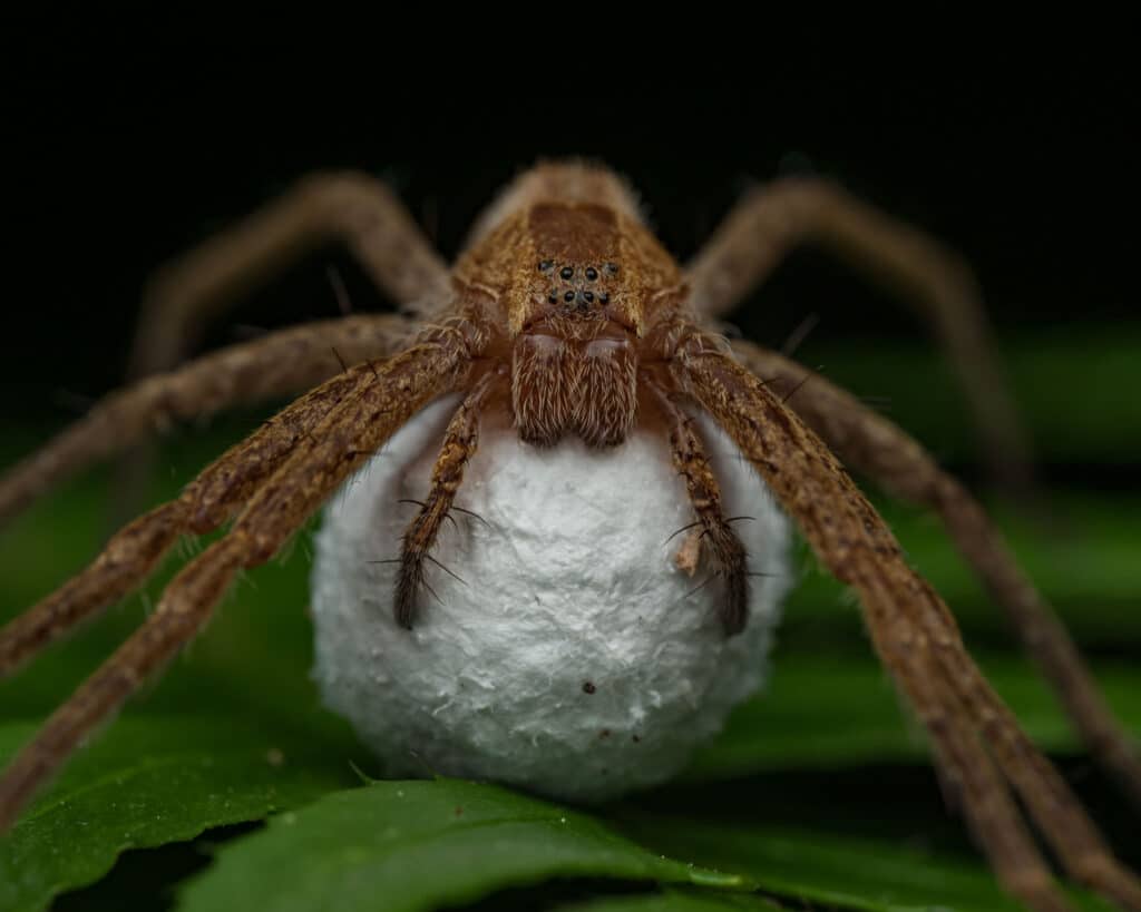 Nursery Webb Spider with its white egg sac