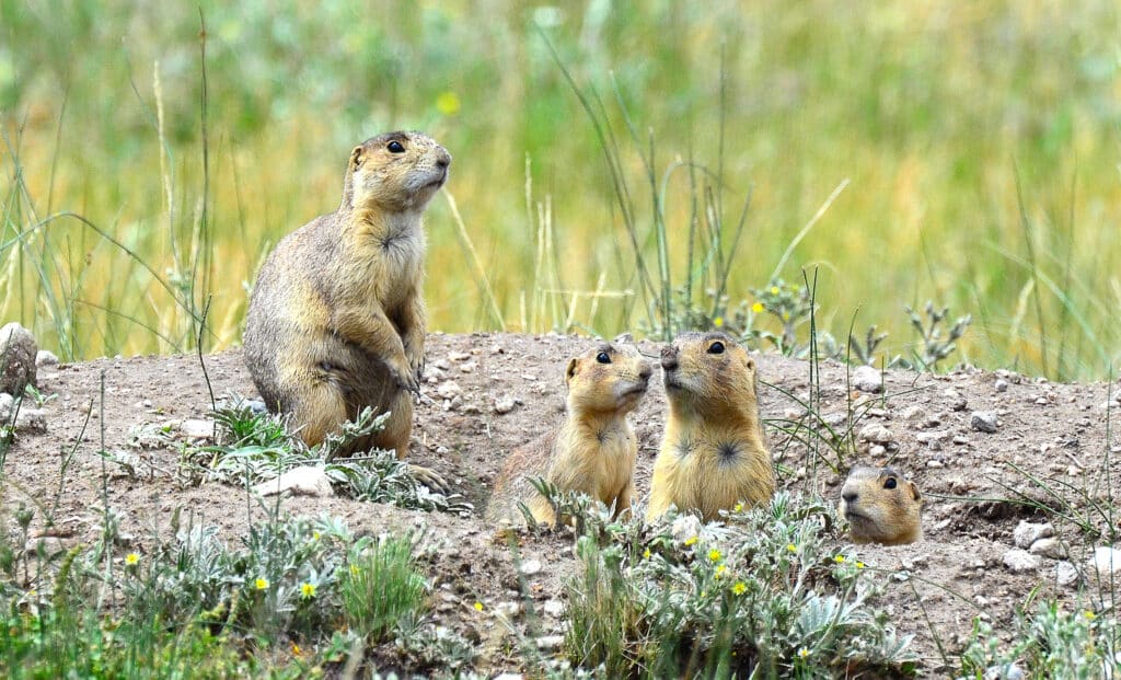 A prairie dog family, with four individuals, is standing by their burrow, facing the camera.