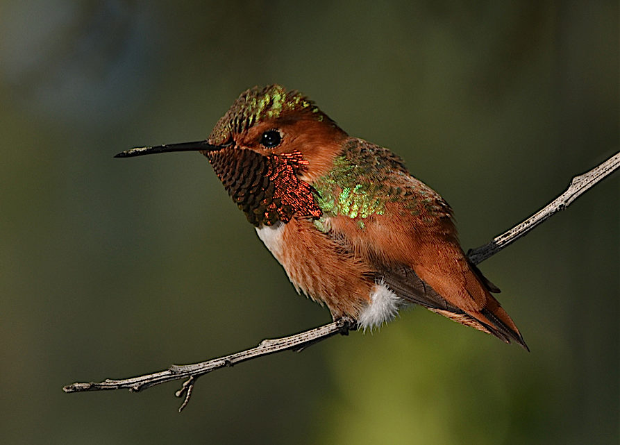 Rufous Hummingbird, Selasphorus rufus, perched on a thin tree branch.