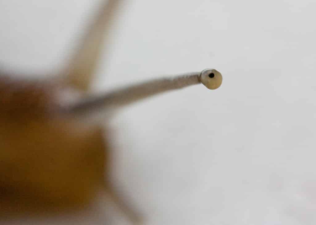 Close up of a snail's antenna showing its tiny eye at the tip, which looks like a black dot.