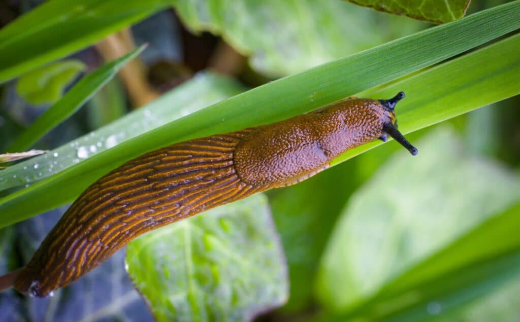 A Spanish Slug is stretched out on a narrow green leaf.