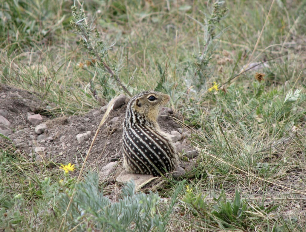 A Thirteen-lined Ground Squirrel is sitting with its back to the camera and looking to the right. The stripes on its back are very noticeable.