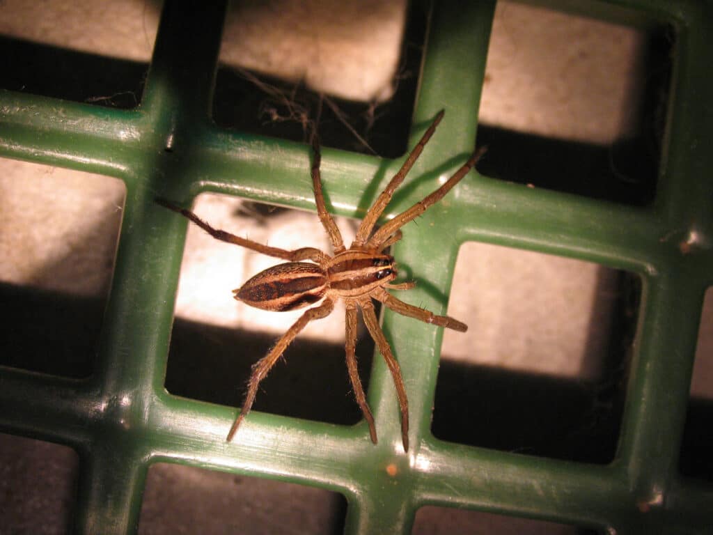 Wolf spider of unidentified species