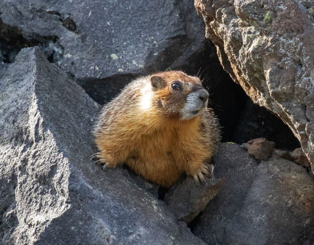 A Yellow-bellied Marmot is facing the camera as it stands among large boulders.