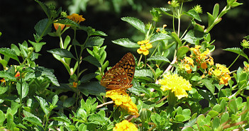 Great-spangled Butterfly feeding on a yellow flower.