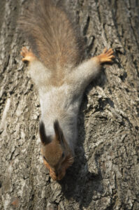 A gray-colored squirrel with reddish ears is handing head down while clinging with its back claws to a tree trunk.