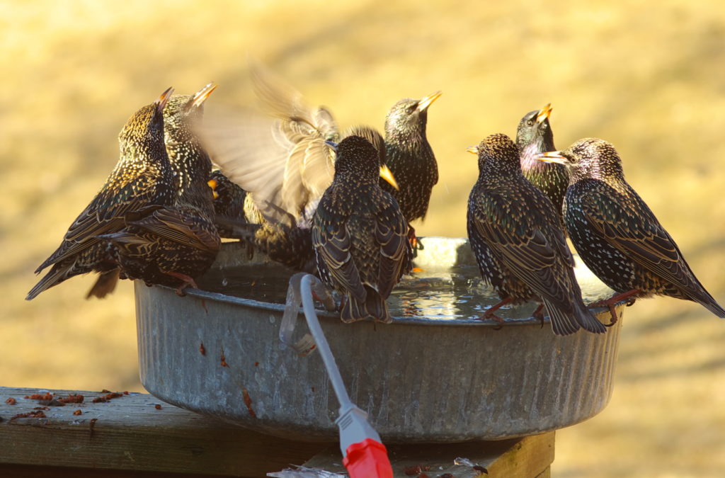 Old metal pan used as a birdbath, with nine Starlings standing around the rim.