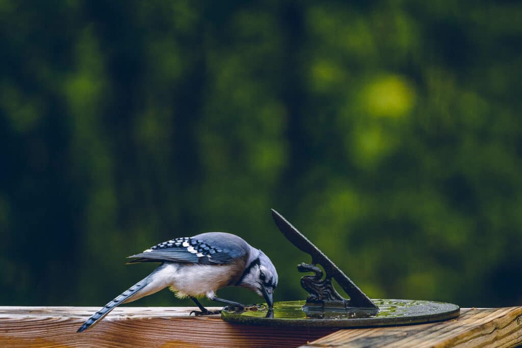 A small metal sundial is setting on the top of a wood railing. A Blue Jay is drinking water that's standing in the base of it.