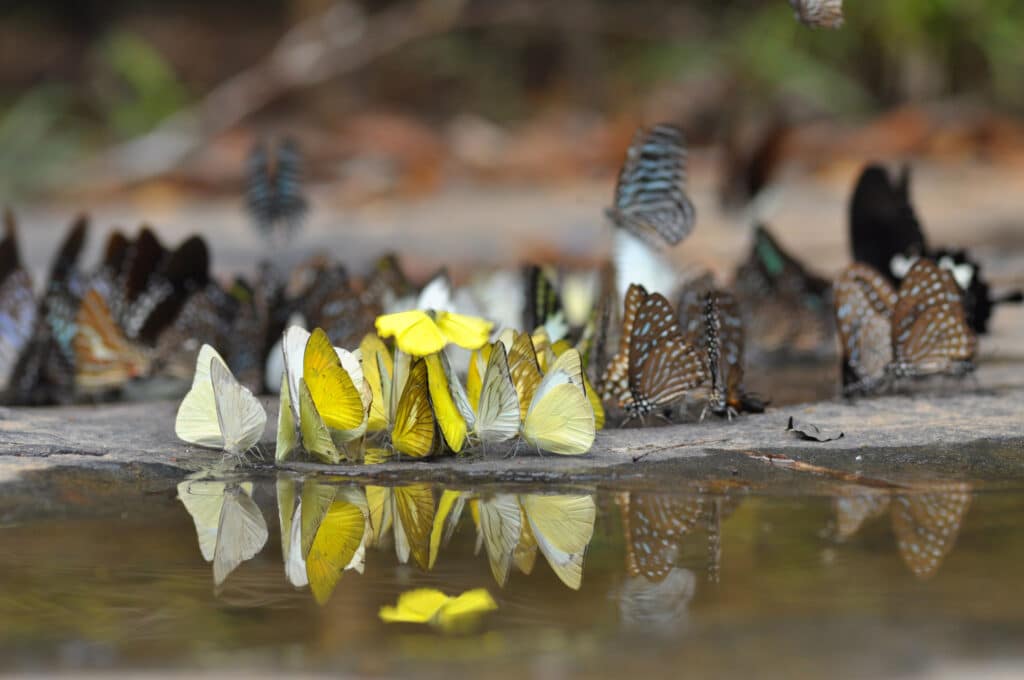 Numerous butterflies, some colored yellow and others are brown, gathered at a mud puddle.