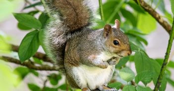 All about Fox Squirrels and Gray Squirrels Eastern Gray Squirrel standing on a tree limb.