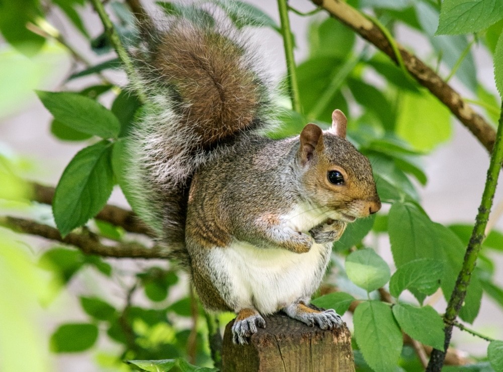 western gray squirrel range