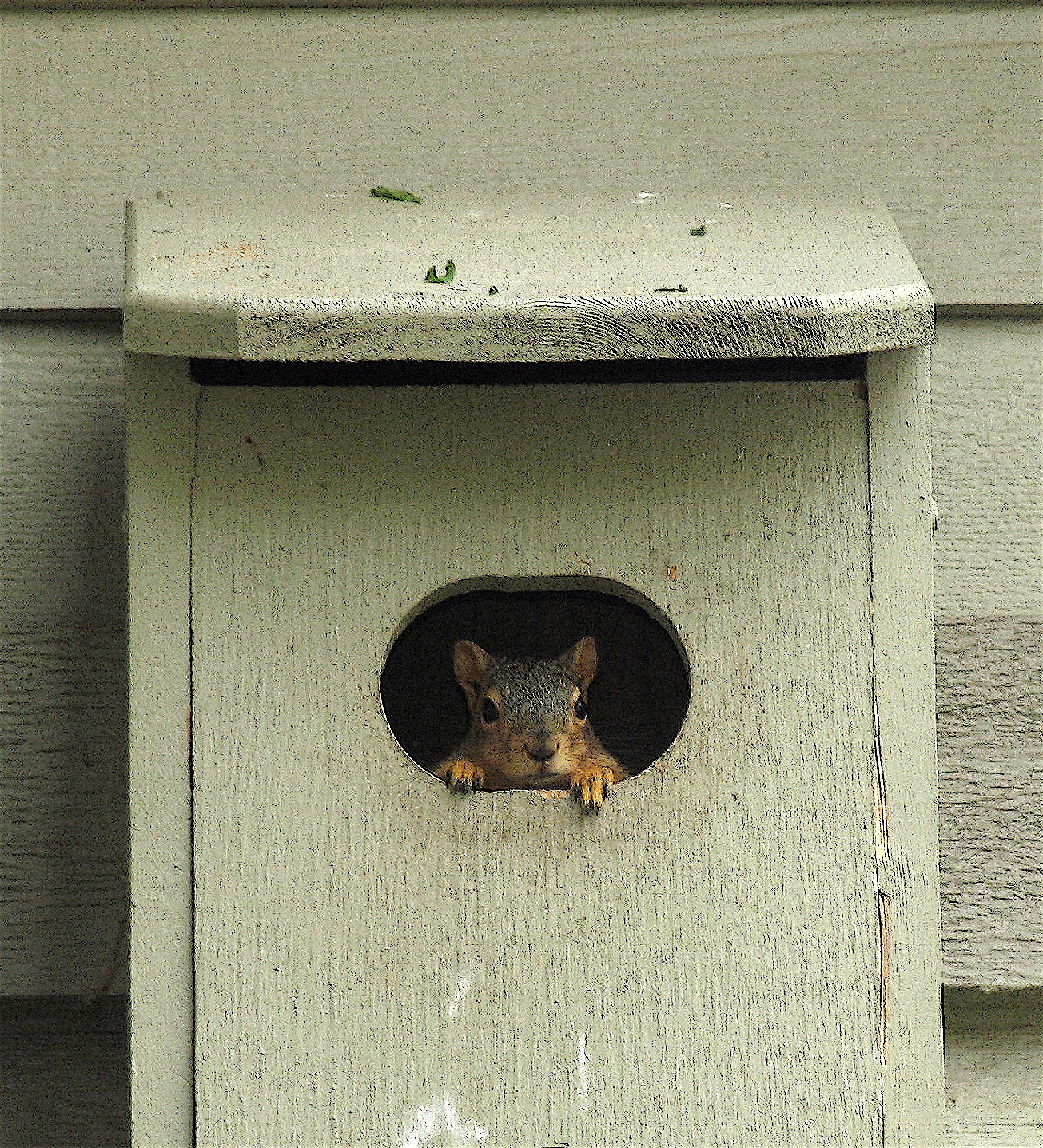 Squirrel baby4 Wildlife