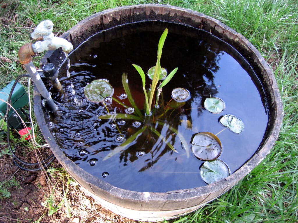 A view looking down on a whisky half-barrel filled with water. It is holding small pond plants and a goldfish.