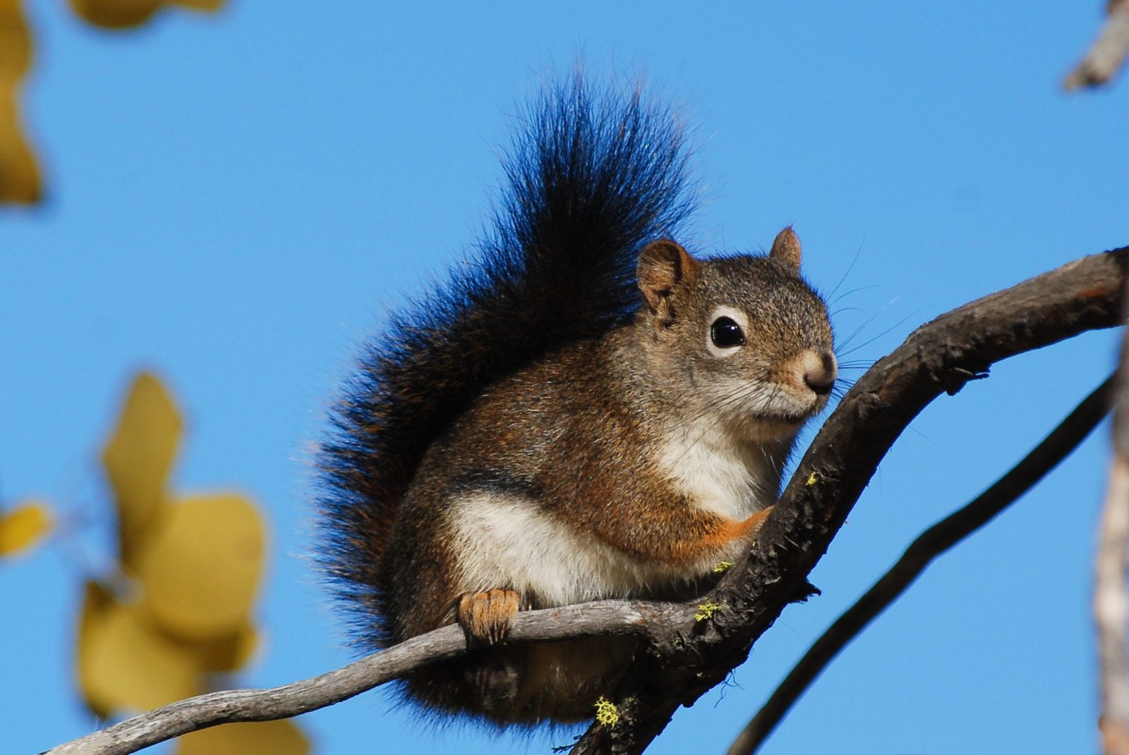 Pine squirrels love, love, love their pines! - Welcome Wildlife