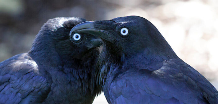 Two Ravens facing each other.