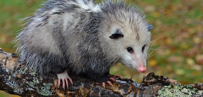 Image of a Virginia Opossum standing on a log.