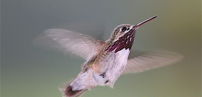 Calliope Hummingbird, Stellula calliope, in flight.