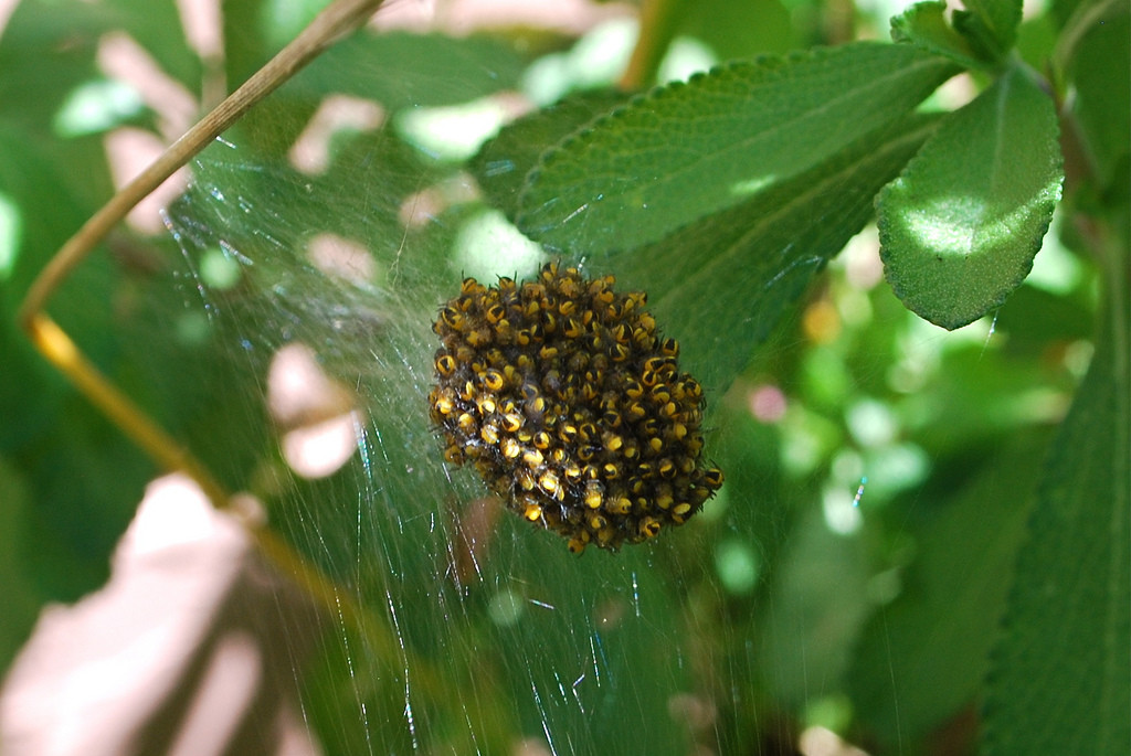 Dozens of Black-and-yellow argiope spiderlings huddled tightly together in their mother's web.