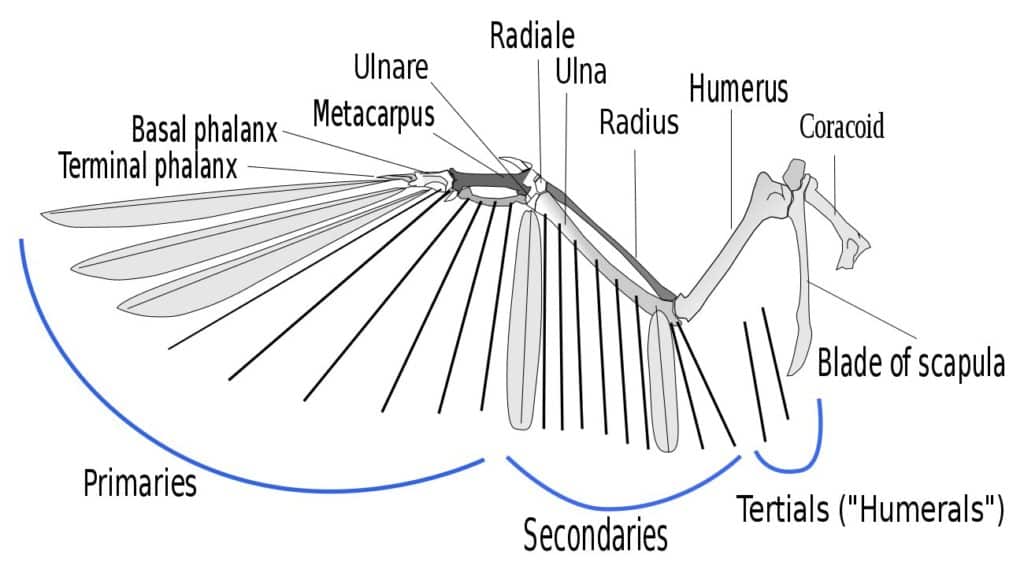Black-and-while illustration of a bird's wing structure with descriptive labels.