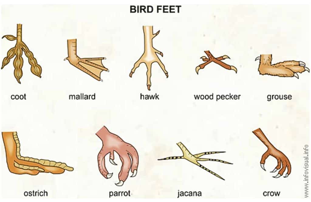 Color illustration of birds' feet, comparing that of a coot, mallard, hawk, woodpecker, grouse, ostrich, parrot, jacana and crow.