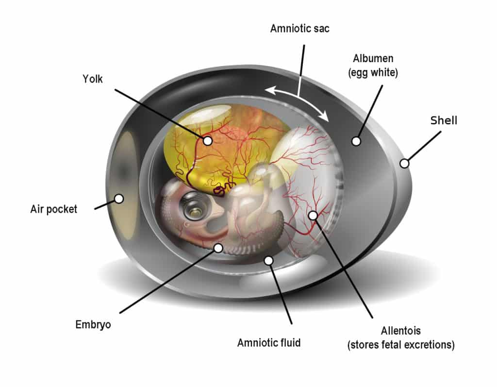 Color illustration of the inside of a chicken egg with lbels showing the different parts.