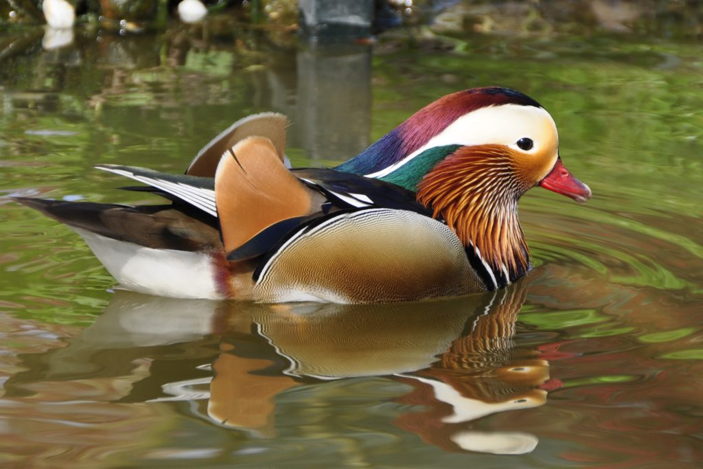 Mandarin Duck, Aix galericulata, floating in water.
