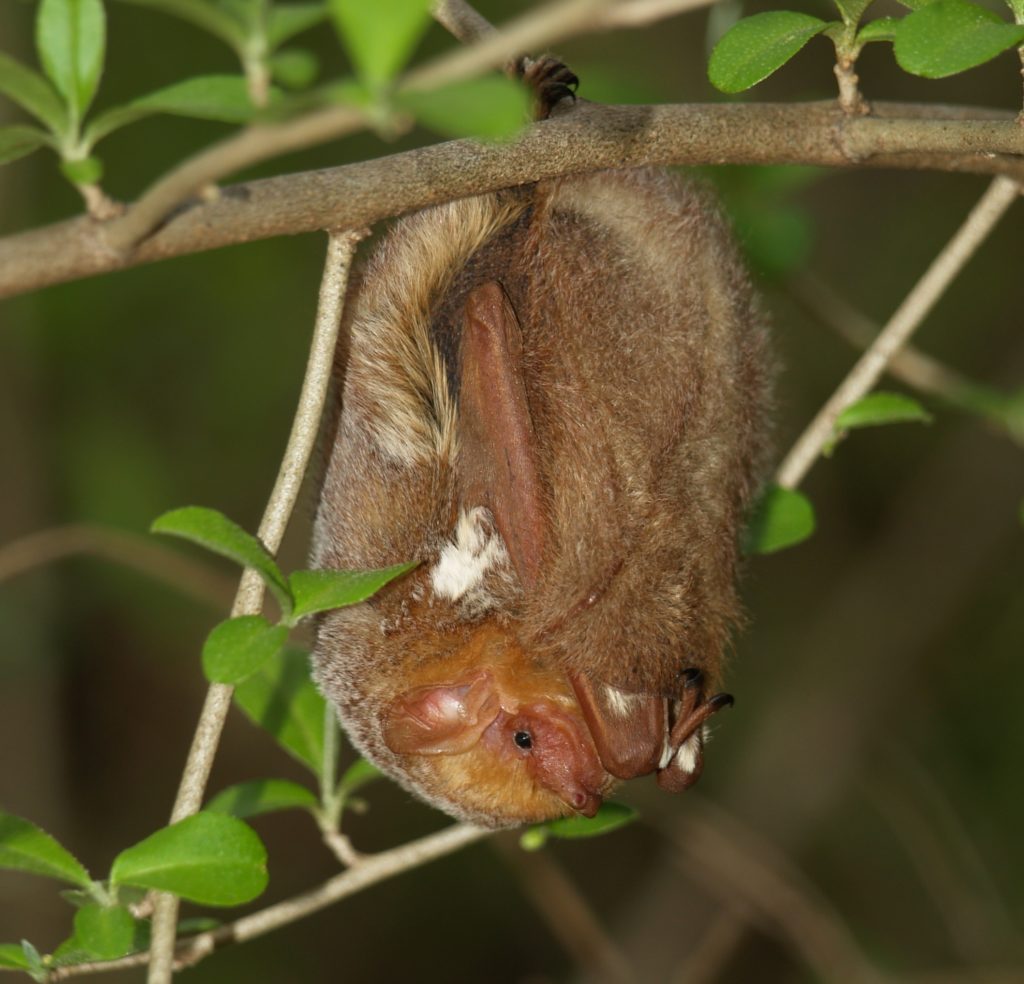 Eastern Red Bat (Lasiurus borealis).