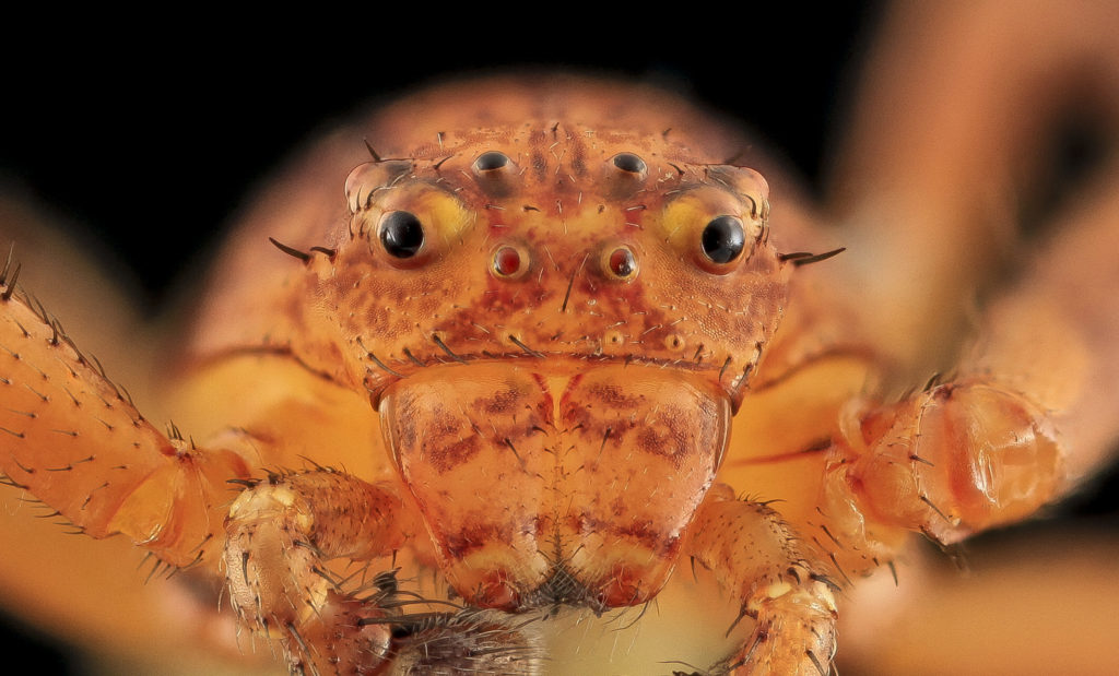 Close up of a crab spider, showing the positioning of its eight eyes