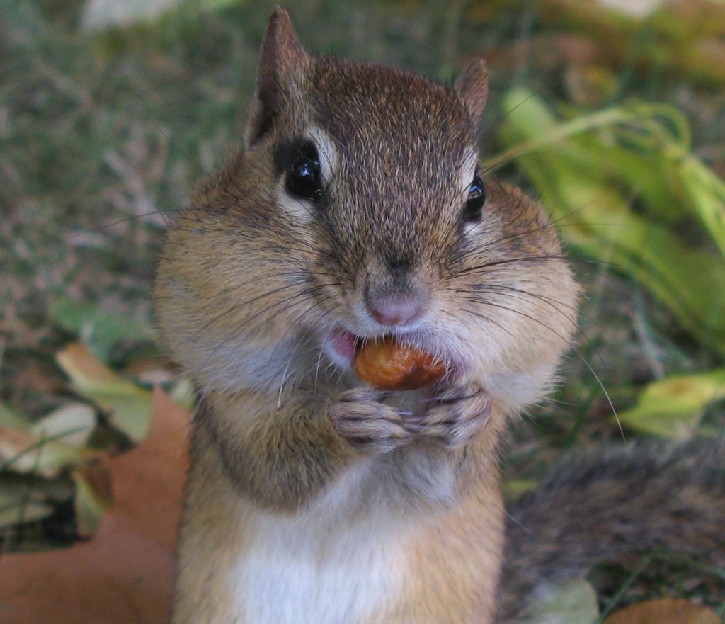 Eastern Chipmunk with cheeks and mouth stuffed full.