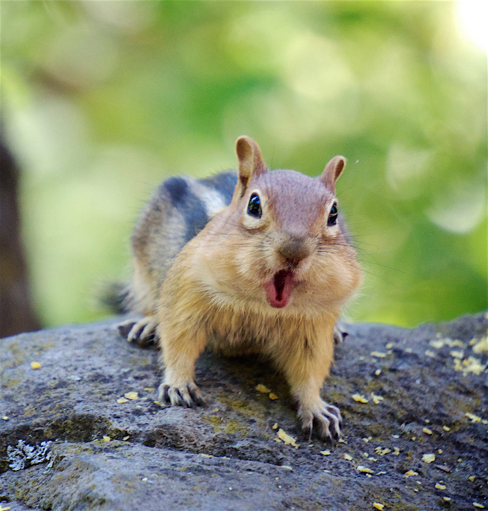 A chipmunk with its mouth open and chattering at the camera.